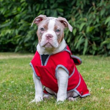 Picture of Ancol Stormguard Dog Coat Poppy Red X-Small 25cm x 1