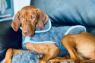 Picture of Henry Wag Drying Coat M 45cm Grey x 1