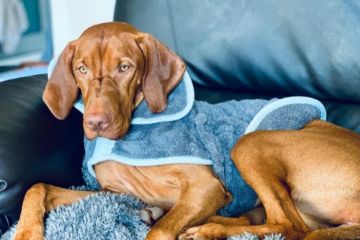 Picture of Henry Wag Drying Coat XL 65cm Grey x 1