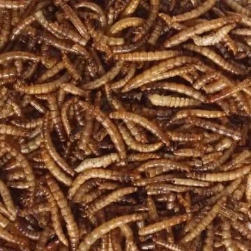 Picture of Dried Mealworms 12.55kg Box