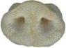 Picture of K9 Chew Co. Puffed Pig Snout x 50