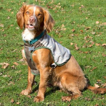 Picture of Scruffs Insect Shield Dog Vest XXS x 1
