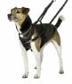 Picture of Halti No Pull Harness Small x 1