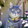 Picture of ROGZ Reflectocat Cat Collar Yellow Dayglo Bird x 1