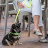 Picture of ROGZ Classic Lead Dayglo Extra Large 1.2m x 1