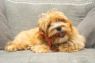 Picture of Bamboodles Y-Bone Dog Chew Bacon Small 4" x 1