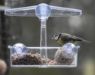 Picture of Supa Wild Bird Feeder Window Feeder x 1