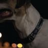 Picture of ROGZ Classic Collar Black XL 43-70cm x 1