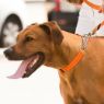 Picture of ROGZ Control Chain Collar Red Extra Large 50-70cm x 1