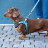 Picture of ROGZ URBAN Classic Dog Lead Turquoise Moon Medium 1.8m