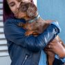 Picture of ROGZ URBAN Classic Dog Collar Turquoise Moon Small 