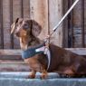 Picture of ROGZ URBAN Classic Dog Lead Gold Rush Medium 1.8m