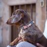 Picture of ROGZ URBAN Classic Dog Collar Pink Blush Medium 