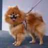 Picture of ROGZ URBAN Adj Fast-Fit Dog Harness Pink Blush Medium