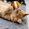 Picture of Ancol Jittery Mice Cat Toy x 12