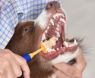 Picture of Arm & Hammer 360 Toothbrush for DOGS x 1