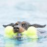 Picture of KONG Air Dog Squeaker Bone Large x 1