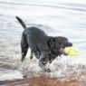 Picture of KONG Air Dog Squeaker American Football Small x 1