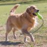 Picture of KONG Air Dog Fetch Stick & Throw Rope Medium x 1
