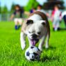 Picture of KONG Air Dog Sports Balls Large 3½" Net of 2 x 1