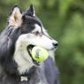 Picture of KONG Air Dog Squeaker Tennis Balls Large 3.25" Net-of-2 x 1