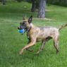 Picture of KONG Ultra SqueakAir Tennis Balls Medium 2½" Net-of-3 x 1