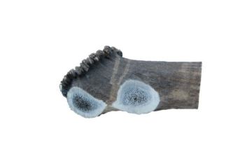 Picture of Wild Antler Co. Deer Antler XXL x 1