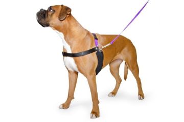 Picture of Ancol Pure Dog Listener Harness & Lead Set X-Large Size 8-9 x 1