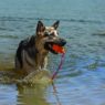 Picture of KONG Aqua (Floating Retrieval Toy) Large x 1