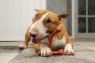 Picture of Bamboodles Y-Bone Dog Chew Bacon Medium 6" x 1