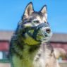 Picture of Baskerville INVISA Muzzle Size 3 x 1