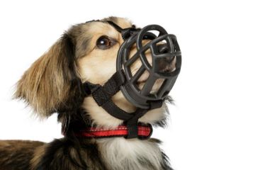 Picture of Baskerville Ultra Basket Muzzle Size 1 x 1