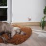 Picture of Beaphar DOG CaniComfort Calming Diffuser 30-Day Refill x 1