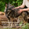 Picture of Beaphar Medium/Large Dog Flea Tablets 3 tab x 1