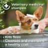 Picture of Beaphar Insecticidal Dog Shampoo 250ml x 1