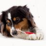 Picture of Beaphar Regular Toothbrush x 1