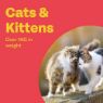 Picture of Bob Martin Clear Spot-On Cat Wormer 2 Tube x 1