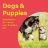 Picture of Bob Martin Delicious Dog Condition 100 Tab x 1