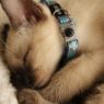 Picture of ROGZ Nightcat Cat Collar Blue Floral x 1