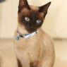 Picture of ROGZ Nightcat Cat Collar Budgies Purple/Silver x 1