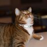 Picture of ROGZ Nightcat Cat Collar Lime x 1
