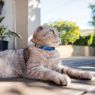 Picture of ROGZ Fusion Cat Collar Geo Blue x 1