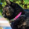 Picture of ROGZ Fusion Cat Collar Geo Pink x 1