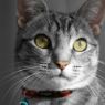Picture of ROGZ Alleycat Cat Collar Red x 1