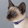 Picture of ROGZ Alleycat Cat Collar Purple x 1