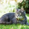 Picture of ROGZ Alleycat Cat Collar Dayglo x 1