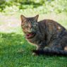 Picture of ROGZ Alleycat Cat Collar Pink x 1
