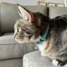 Picture of ROGZ Alleycat Cat Collar Teal x 1