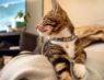 Picture of ROGZ URBAN Cat Collar Gold Rush Small x 1