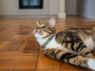 Picture of ROGZ URBAN Cat Collar Olive Twist Small x 1